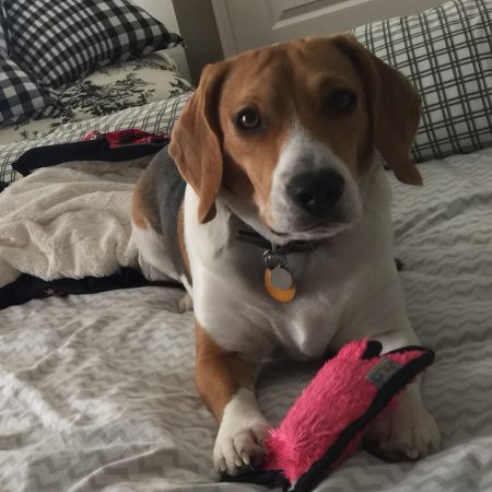 Wilbur the Beagle